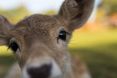 Swan Valley Cuddly Animal Farm - Hotel Accommodation 1