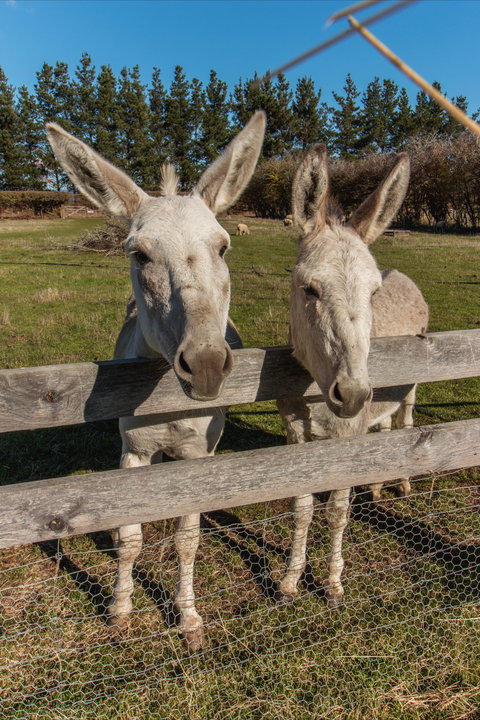 Brickendon Historic Farm And Convict Village - Hotel Accommodation 2