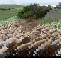 Curringa Farm - Accommodation and Farm Tours