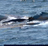 Gerringong Whale Watching Platform - Hotel Accommodation