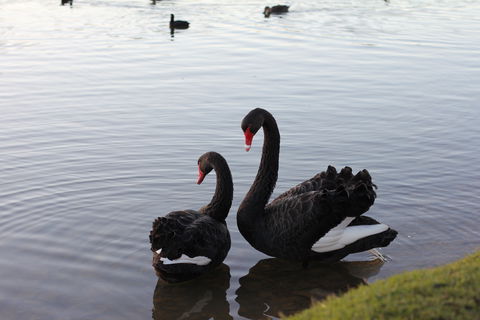 Lake Weeroona - Hotel Accommodation 1