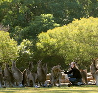Lone Pine Koala Sanctuary - Hotel Accommodation