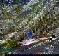 Lyrebird Circuit Walk