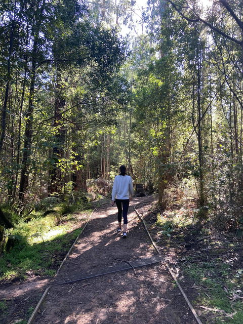 Lyrebird Circuit Walk - Hotel Accommodation 0