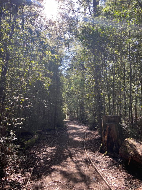 Lyrebird Circuit Walk - Hotel Accommodation 2