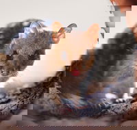 Mulligans Flat Woodland Sanctuary - Hotel Accommodation