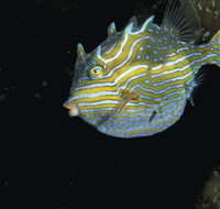 Mushroom Reef Marine Sanctuary - Hotel Accommodation