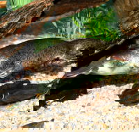 Platypus House - Hotel Accommodation