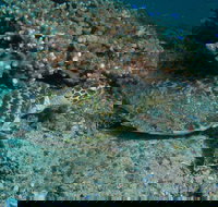 Round Bommie - Hotel Accommodation