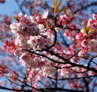 Sakura Avenue - Hotel Accommodation