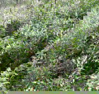 Snowgum Walking Track - Hotel Accommodation