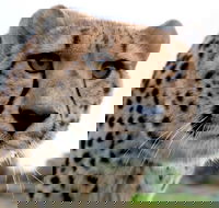 Tasmania Zoo - Hotel Accommodation