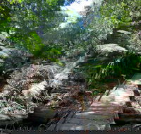 Wirrawilla Rainforest Walk