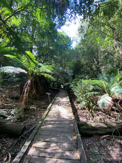 Wirrawilla Rainforest Walk - Hotel Accommodation 0