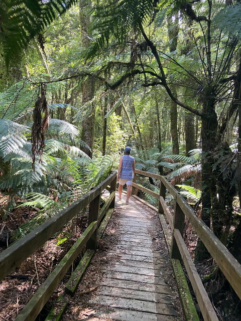 Wirrawilla Rainforest Walk - Hotel Accommodation 2
