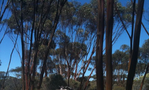 Boorabbin National Park - Hotel Accommodation 0