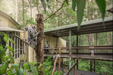 Daisy Hill Koala Centre - Hotel Accommodation 0