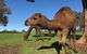 DromeDairy Body And Skin - thumb 2