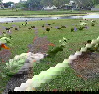 Gooseponds North Mackay - Hotel Accommodation