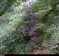 Kondalilla Falls Circuit Kondalilla National Park - Hotel Accommodation