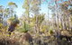 Mt Glenrowan Lookout Walk - thumb 2