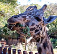 Perth Zoo - Hotel Accommodation