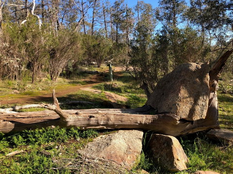 Pine Gully Nature Trail - Hotel Accommodation 1