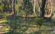 Pine Gully Nature Trail - thumb 2