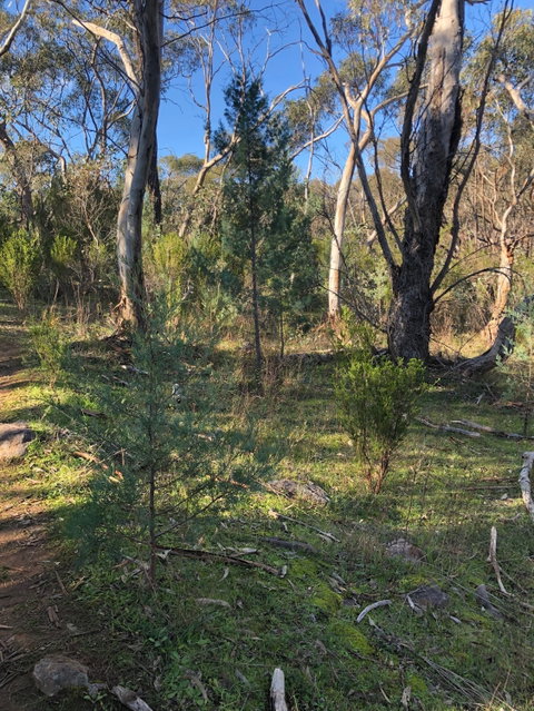 Pine Gully Nature Trail - Hotel Accommodation 2