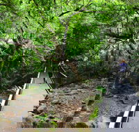 Rainforest Loop Walk Budderoo National Park - Hotel Accommodation