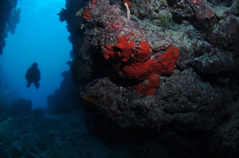 Stepping Stones Dive Site - Hotel Accommodation 0
