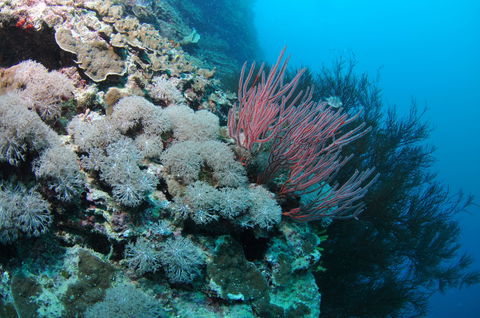 Stepping Stones Dive Site - Hotel Accommodation 1