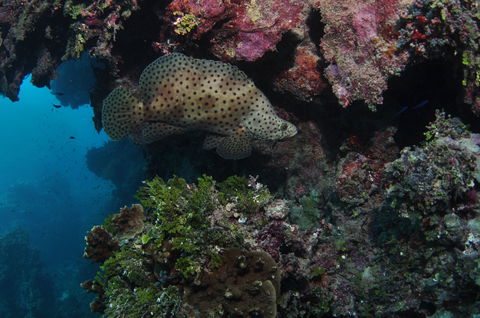 Stepping Stones Dive Site - Hotel Accommodation 2
