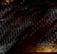 Tamborine Mountain Glow Worm Tours