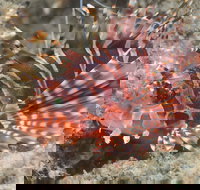 The Seaway Dive Site - Hotel Accommodation