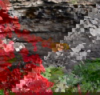 Umpherston Possum Tours