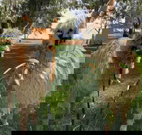 Visit an alpaca farm and get up and personal with these gentle and unique animals