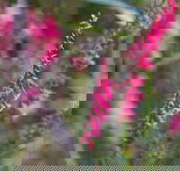 Warawee Circuit Walk to  Trigger Plant Track - Hotel Accommodation