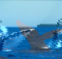 Whale Watching on Keswick Island