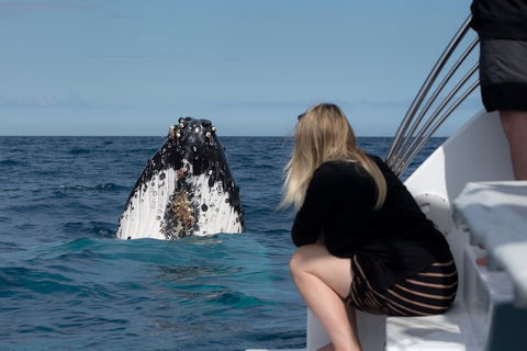 Whale Watching - Hotel Accommodation 1