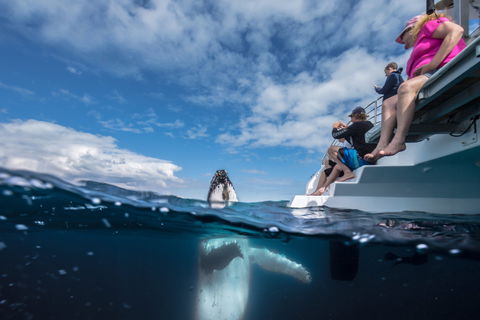 Whale Watching - Hotel Accommodation 2