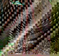 Wingham Brush Nature Reserve - Hotel Accommodation