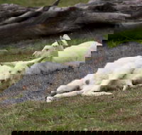 Yarra Valley Nocturnal Zoo - Hotel Accommodation