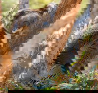 Cleland Wildlife Park