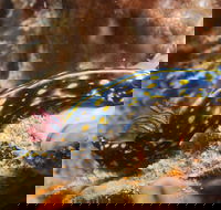 Cochrane Artificial Reef Dive Site - Hotel Accommodation