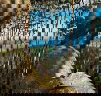 Gulaga Mountain Walk