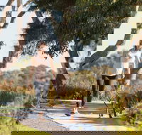 Meningie Walking and Cycling Trails - Hotel Accommodation