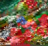 Mount Surprise - Hotel Accommodation