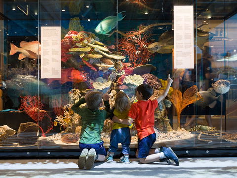 Queensland Museum - Hotel Accommodation 1