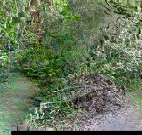Rainforest Walking Track Roberston Nature Reserve - Hotel Accommodation